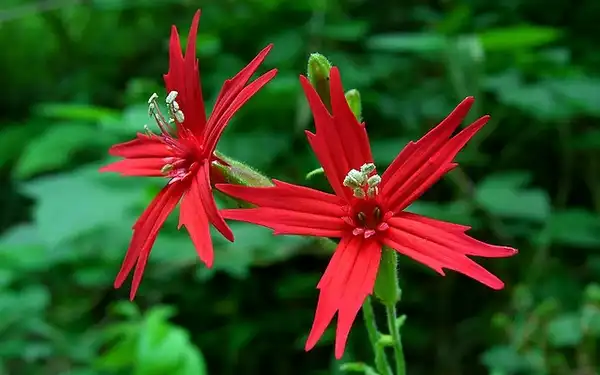 Silene virginica(Fire Pink, Indian Pink) Flowers Silene virginica(Fire Pink, Indian Pink) Flowers