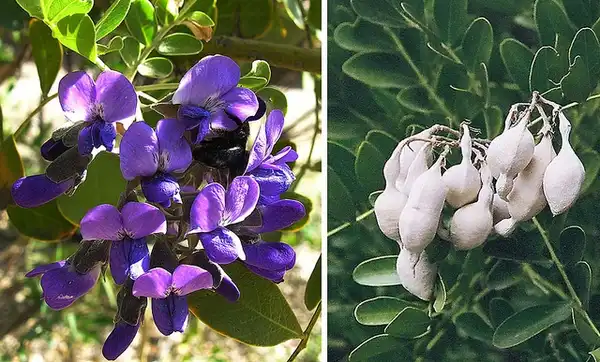 Sophora secundiflora(Frijolillo, Mescal Bean, Mountain Laurel, Texas Mountain Laurel) Sophora secundiflora Sophora secundiflora(Frijolillo, Mescal Bean, Mountain Laurel, Texas Mountain Laurel) Sophora secundiflora