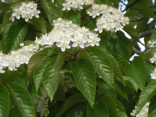 Sorbus alnifolia(Korean Mountain Ash, Mountain Ash) Sorbus alnifolia Sorbus alnifolia(Korean Mountain Ash, Mountain Ash) Sorbus alnifolia