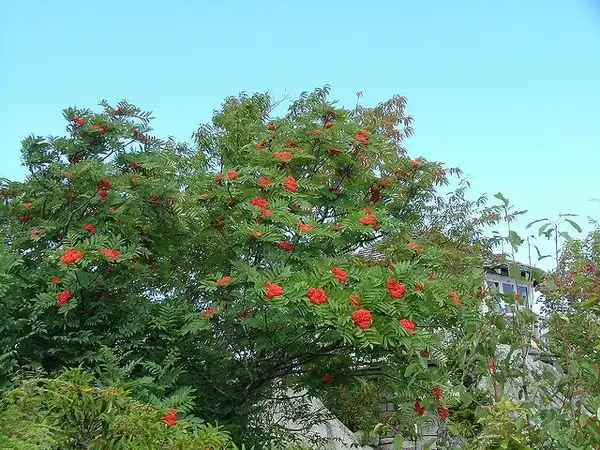 Sorbus americana(American Mountain Ash, American Rowan, American Rowan Tree, Mountain-Ash) Form Sorbus americana(American Mountain Ash, American Rowan, American Rowan Tree, Mountain-Ash) Form