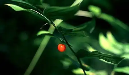 Streptopus(Mandarin, Scootberry, Twisted-stalk) Streptopus(Mandarin, Scootberry, Twisted-stalk)