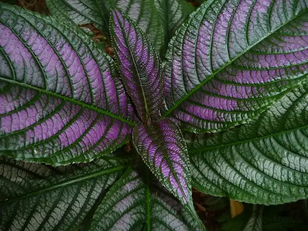 Strobilanthes auriculata var. dyeriana(Burmuda coneflower, Persian Shield) Strobilanthes dyerianus Strobilanthes auriculata var. dyeriana(Burmuda coneflower, Persian Shield) Strobilanthes dyerianus