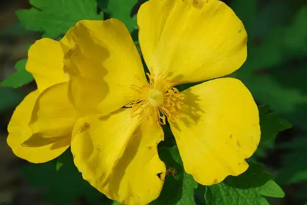 Stylophorum diphyllum(Celandine Poppy, Woods-poppy, Yellow Wood Poppy) Flower Stylophorum diphyllum(Celandine Poppy, Woods-poppy, Yellow Wood Poppy) Flower