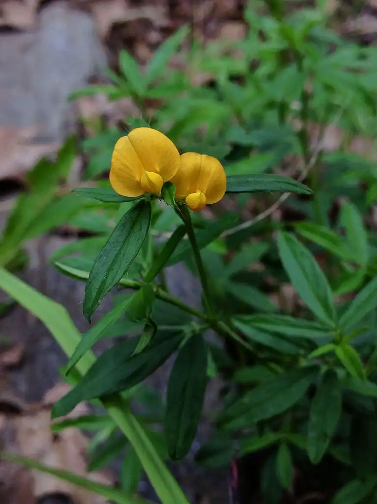 Stylosanthes biflora(Endbeak Pencilflower, Pencil Flower, Sidebeak Pencilflower) Stylosanthes biflora Stylosanthes biflora(Endbeak Pencilflower, Pencil Flower, Sidebeak Pencilflower) Stylosanthes biflora
