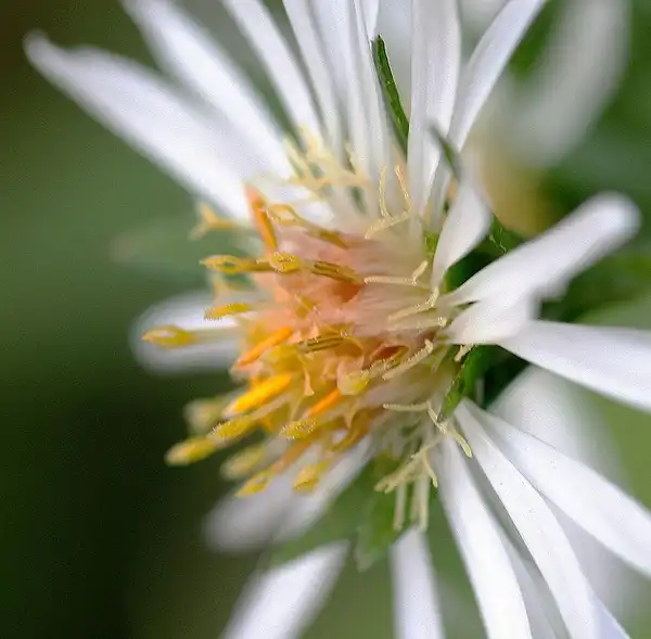 Symphyotrichum ericoides(Downy Aster, White Old-Field Aster) Disk and ray flowers Symphyotrichum ericoides(Downy Aster, White Old-Field Aster) Disk and ray flowers