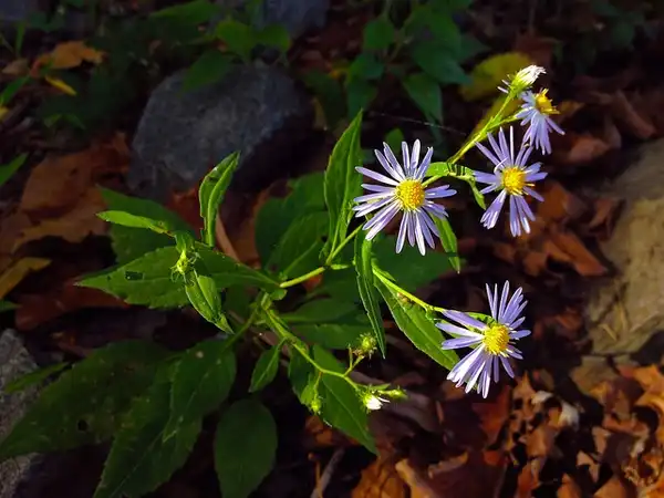Symphyotrichum prenanthoides(Crooked-stemmed Aster) Form Symphyotrichum prenanthoides(Crooked-stemmed Aster) Form