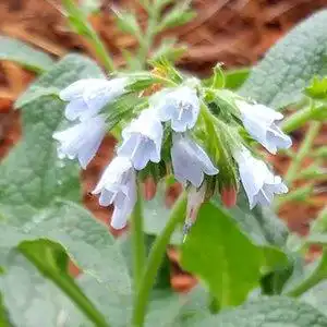 Symphytum grandiflorum() Symphytum grandiflorum Hidcote Blue Symphytum grandiflorum() Symphytum grandiflorum Hidcote Blue