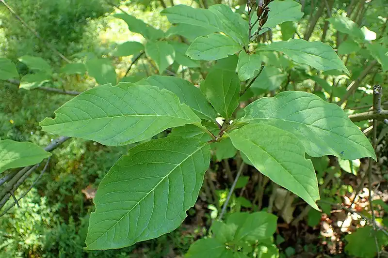 Syringa villosa(Late Lilac) Leaves Syringa villosa(Late Lilac) Leaves