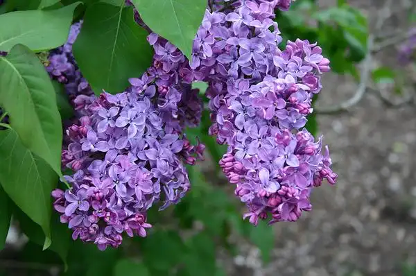 Syringa vulgaris(Common Lilac, English Lilac, French Lilac) Flowers Syringa vulgaris(Common Lilac, English Lilac, French Lilac) Flowers