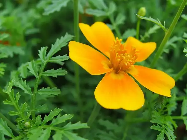 Tagetes tenuifolia(Signet Marigold) Tagetes tenuifolia Tagetes tenuifolia(Signet Marigold) Tagetes tenuifolia