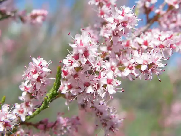 Tamarix ramosissima(Five Stamen Tamarix, Salt Cedar, Tamarisk, Tamrix) Flowers up close Tamarix ramosissima(Five Stamen Tamarix, Salt Cedar, Tamarisk, Tamrix) Flowers up close