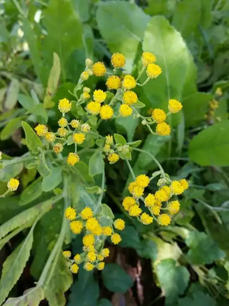 Tanacetum balsamita(Alecost, Bible Leaf, Chrysanthemum, Costmary, Mint Geranium) Tanacetum balsamita Tanacetum balsamita(Alecost, Bible Leaf, Chrysanthemum, Costmary, Mint Geranium) Tanacetum balsamita