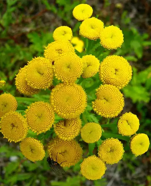 Tanacetum vulgare(Common Tansy, Golden Buttons, Tansy) Tanacetum vulgare Tanacetum vulgare(Common Tansy, Golden Buttons, Tansy) Tanacetum vulgare