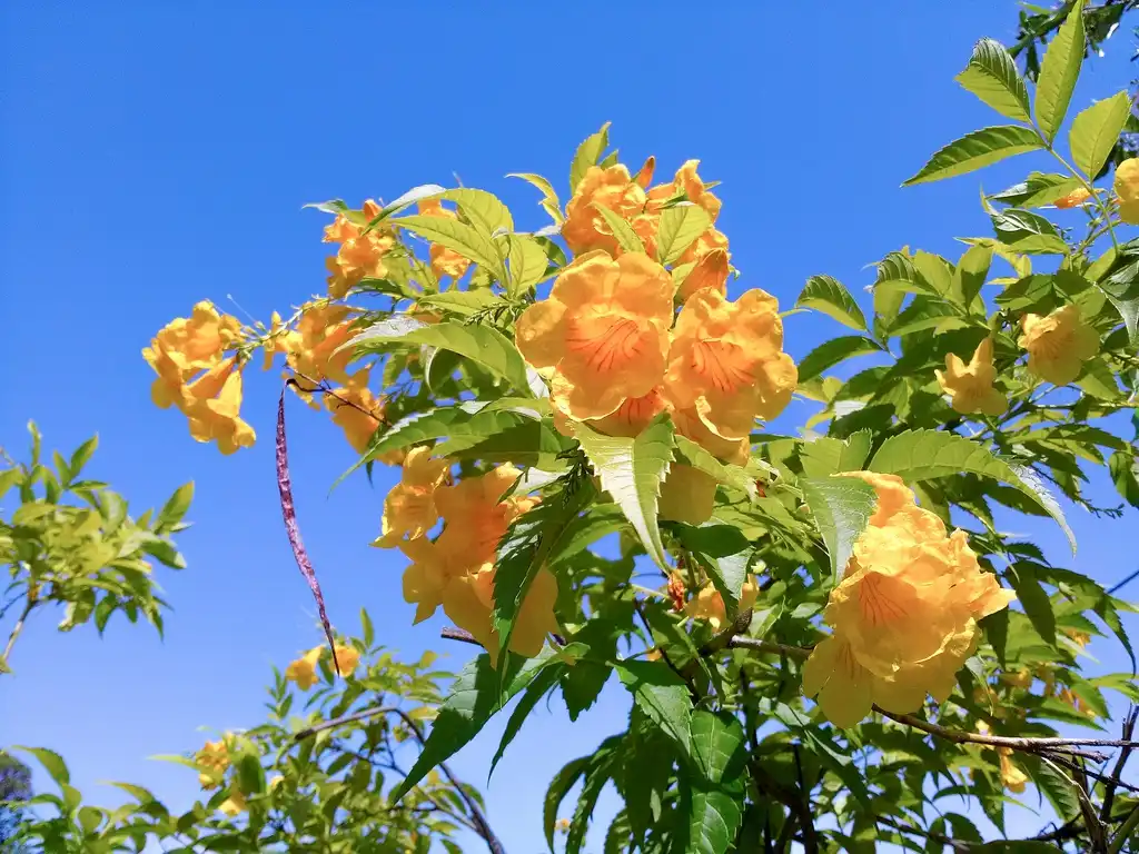 Tecoma stans(Esperanza, Trumpetbush, Trumpetflower, Yellowbells, Yellow Bells, Yellow Elder, Yellow Trumpetbush, Yellow Trumpetflower) Flower and Leaves Tecoma stans(Esperanza, Trumpetbush, Trumpetflower, Yellowbells, Yellow Bells, Yellow Elder, Yellow Trumpetbush, Yellow Trumpetflower) Flower and Leaves