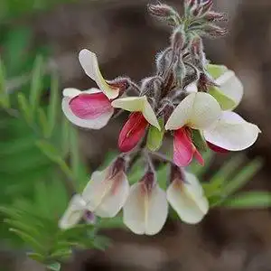 Tephrosia virginiana(Goat's Rue, Virginia Goat's Rue) Tephrosia virginiana bloom detail Tephrosia virginiana(Goat's Rue, Virginia Goat's Rue) Tephrosia virginiana bloom detail