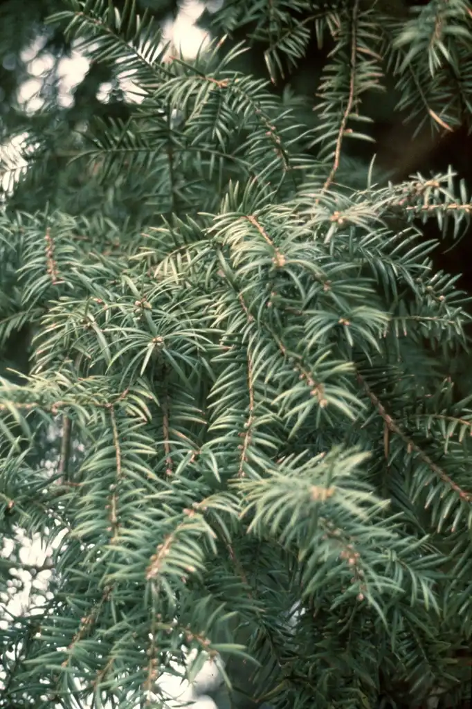 Torreya taxifolia() Foilage Torreya taxifolia() Foilage