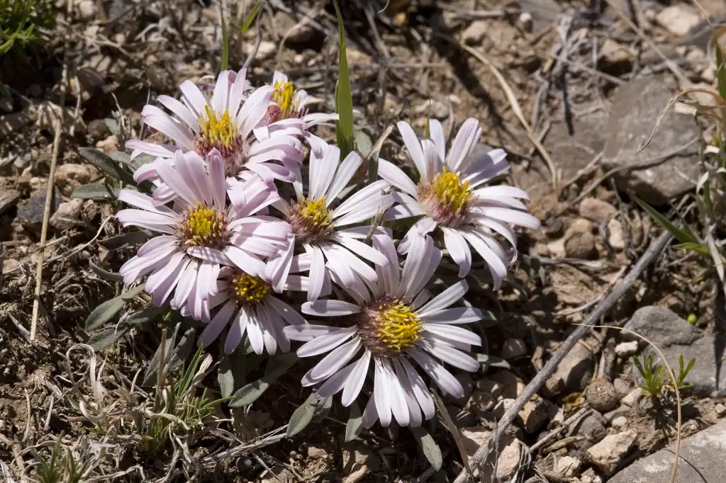 Townsendia exscapa(Easter Daisy, Giant Aster, Stemless Townsend Daisy) Flowers Townsendia exscapa(Easter Daisy, Giant Aster, Stemless Townsend Daisy) Flowers