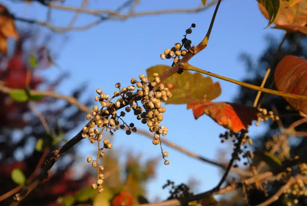Toxicodendron radicans(Eastern Poison Ivy, Poison Ivy, Poison Oak) Fruits Toxicodendron radicans(Eastern Poison Ivy, Poison Ivy, Poison Oak) Fruits