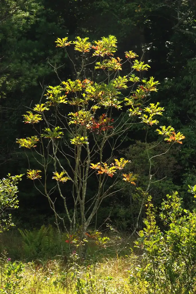 Toxicodendron vernix(Poison Sumac, Swamp Sumac, Thunderwood) Form (Alleghany County, NC)-Late Summer Toxicodendron vernix(Poison Sumac, Swamp Sumac, Thunderwood) Form (Alleghany County, NC)-Late Summer