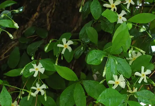 Trachelospermum asiaticum(Asian Star Jasmine, Asiatic Jasmine, Yellow Star Jasmine) Leaves and flowers Trachelospermum asiaticum(Asian Star Jasmine, Asiatic Jasmine, Yellow Star Jasmine) Leaves and flowers
