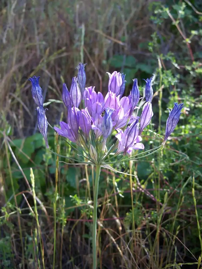 Triteleia laxa(Brodiaea, Grass, Grass Nut, Ithuriel's Spear, Long Rayed Triteleia, Pretty Face, Triplet Lily, Wild Hyacinth) Flower and stem