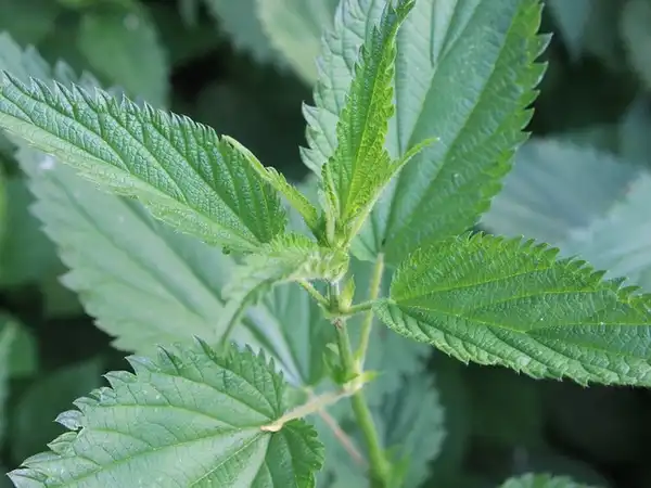 Urtica dioica(Common Nettle, Stinging Nettle) New leaves. Urtica dioica(Common Nettle, Stinging Nettle) New leaves.