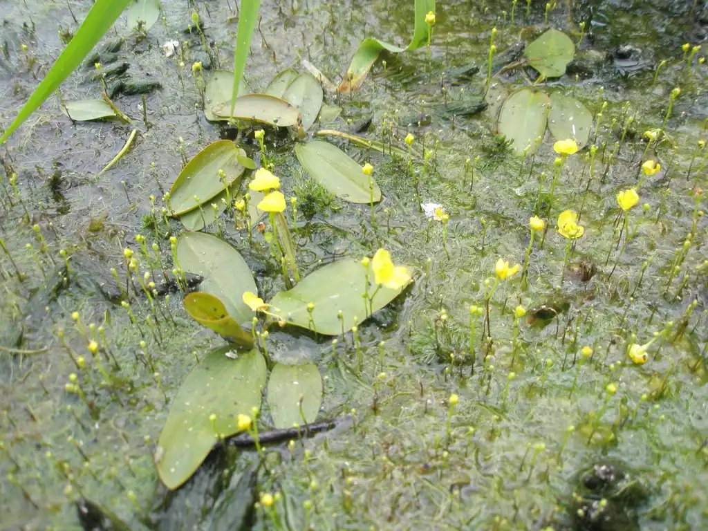 Utricularia gibba(Floating Bladderwort, Humped Bladderwort, Shortspur Creeping Bladderwort) Native habitat Utricularia gibba(Floating Bladderwort, Humped Bladderwort, Shortspur Creeping Bladderwort) Native habitat