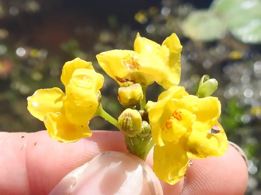Utricularia inflata(Inflated Bladderwort, Large Floating Bladderwort, Swollen Bladderwort) Flowers Utricularia inflata(Inflated Bladderwort, Large Floating Bladderwort, Swollen Bladderwort) Flowers