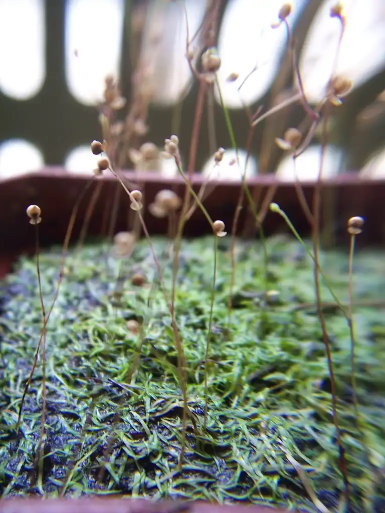 Utricularia subulata(Slender Bladderwort, Zigzag Bladderwort) Form Utricularia subulata(Slender Bladderwort, Zigzag Bladderwort) Form