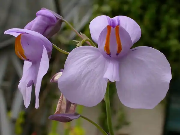 Utricularia(Bladderwort) Utricularia reniformis Utricularia(Bladderwort) Utricularia reniformis