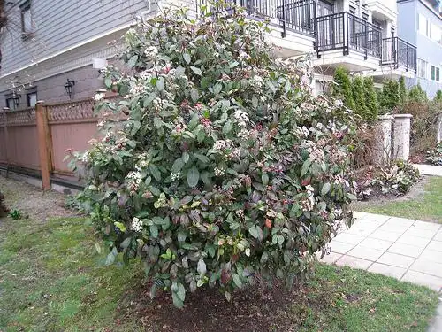 Viburnum tinus(Laurustine, Laurustinus Viburnum) Habit Viburnum tinus(Laurustine, Laurustinus Viburnum) Habit