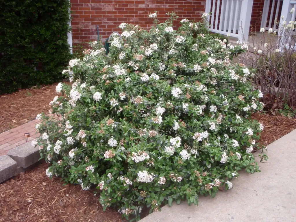 Viburnum utile(Service Viburnum) Flower Form Viburnum utile(Service Viburnum) Flower Form