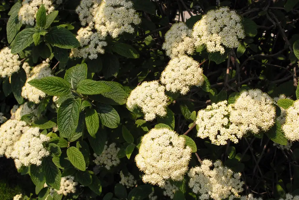 Viburnum x rhytidophylloides(Lantanphyllum Viburnum) Flower and Leaf