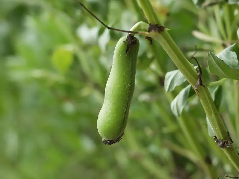 Vicia faba(Bell Bean, Broad Bean, English Bean, Fava Bean, Field Bean, Horse Bean, Pidgeon Bean, Tick Bean, Windsor Bean) Pod on Stem Vicia faba(Bell Bean, Broad Bean, English Bean, Fava Bean, Field Bean, Horse Bean, Pidgeon Bean, Tick Bean, Windsor Bean) Pod on Stem