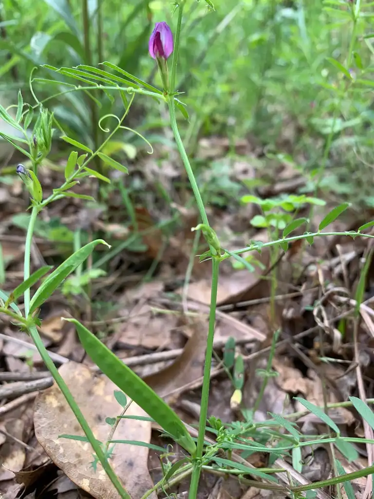Vicia sativa(Common Vetch, Garden Vetch, Golden Tare, Vetch) seed pod, Union County, NC Vicia sativa(Common Vetch, Garden Vetch, Golden Tare, Vetch) seed pod, Union County, NC