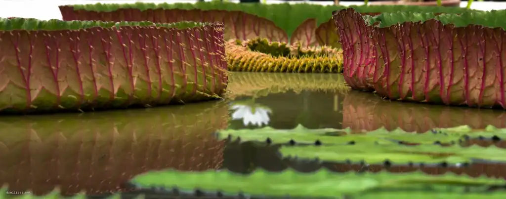 Victoria amazonica(Amazon Water Lily, Amazon Water-platter, Giant Water Lily, Royal Water Lily) Victoria amazonica Victoria amazonica(Amazon Water Lily, Amazon Water-platter, Giant Water Lily, Royal Water Lily) Victoria amazonica
