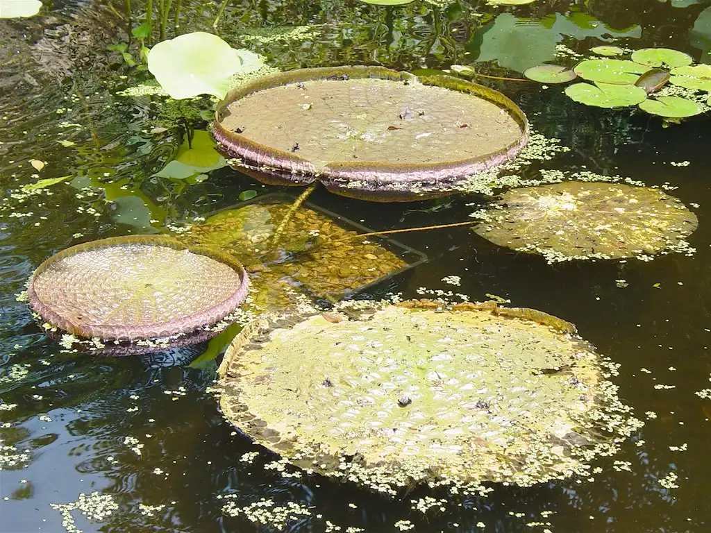 Victoria cruziana(Santa Cruz Water Lily) Victoria cruziana leaves Victoria cruziana(Santa Cruz Water Lily) Victoria cruziana leaves