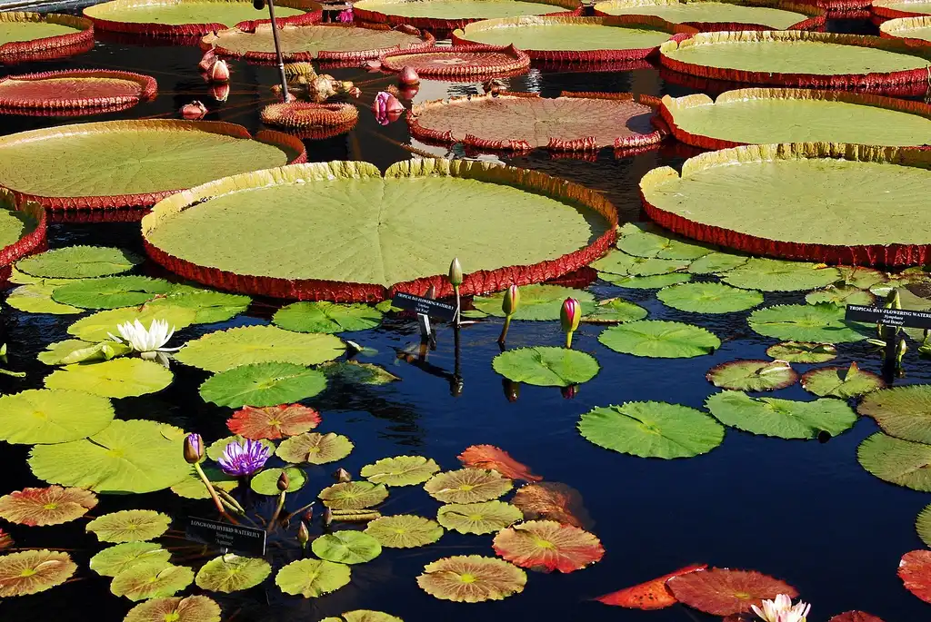 Victoria 'Longwood Hybrid'(Longwood Hybrid Victoria Lily, Longwood Hybrid Water Platter) Victoria 'Longwood Hybrid' Victoria 'Longwood Hybrid'(Longwood Hybrid Victoria Lily, Longwood Hybrid Water Platter) Victoria 'Longwood Hybrid'