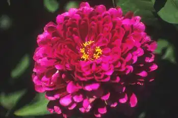 Zinnia elegans(Common Zinnia, Zinnia) 