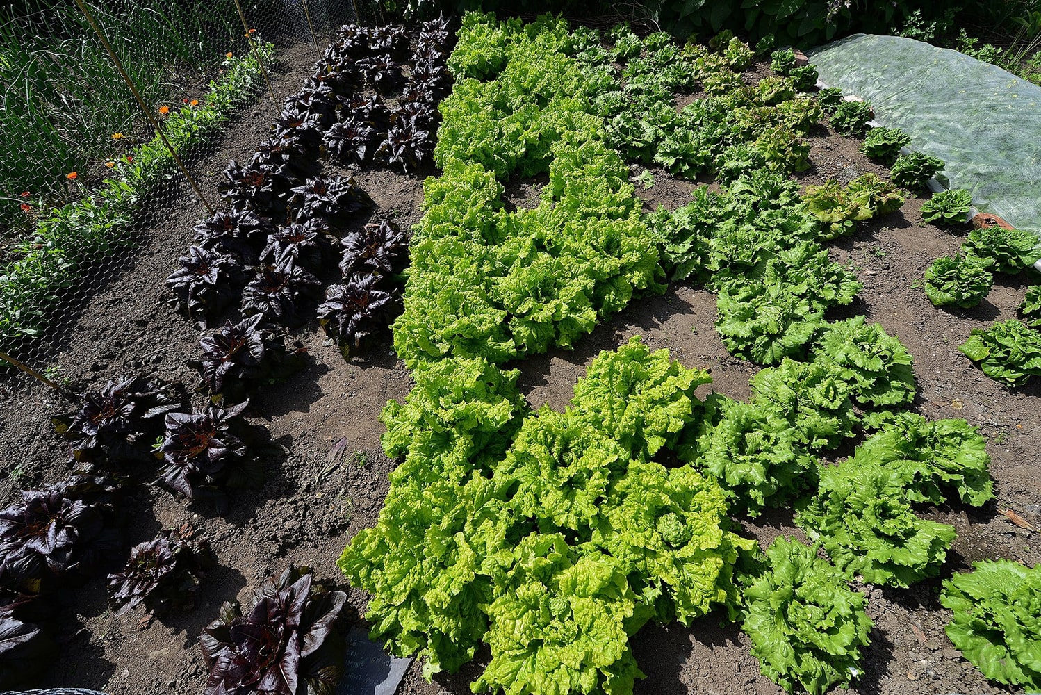 Съедобный сад. Lettuce vaccine.